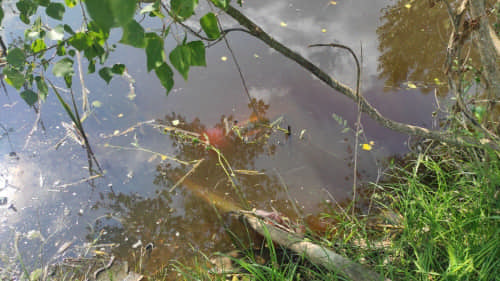 На Кореччині п’ятирічна дівчинка втопилася у штучній водоймі