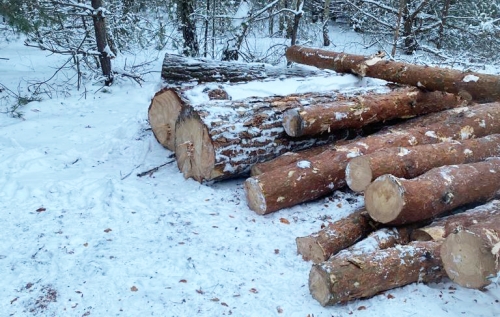 На Рівненщині поліцейські вилучили незаконну деревину